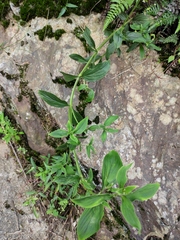 Oldenlandia matthewii