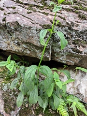 Oldenlandia matthewii