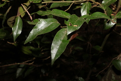 Cryptocarya triplinervis pubens