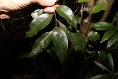 Cryptocarya triplinervis pubens