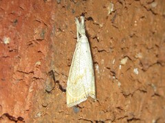 Haimbachia placidellus