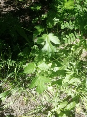 Heracleum sphondylium sibiricum