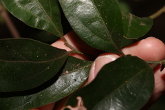 Cryptocarya triplinervis pubens