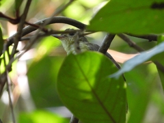 Tricholestes criniger