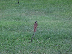 Pitangus sulphuratus