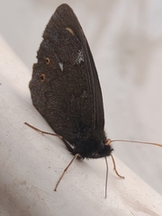 Erebia embla