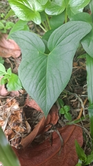 Typhonium roxburghii