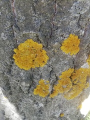 Xanthoria parietina