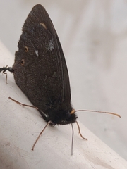 Erebia embla