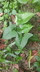 Typhonium roxburghii