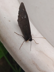 Erebia embla