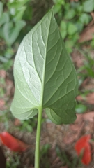 Typhonium roxburghii