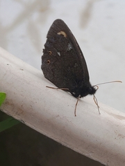 Erebia embla