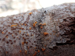 Lecanora cinereofusca