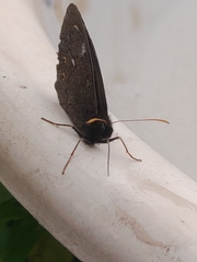 Erebia embla