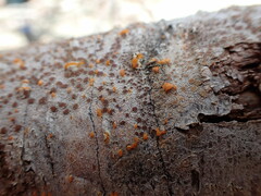 Lecanora cinereofusca