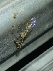 Leptomantispa pulchella