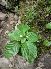 Mussaenda shikokiana