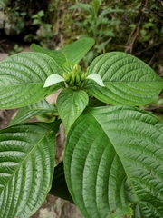 Mussaenda shikokiana