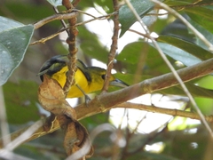 Aegithina lafresnayei