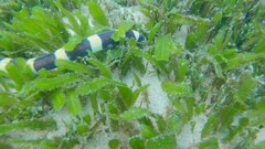 Leiuranus semicinctus