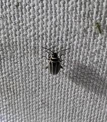 Disonycha pensylvanica