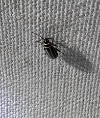 Disonycha pensylvanica