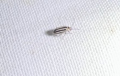 Disonycha pensylvanica