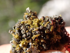 Douinia ovata
