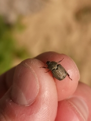 Hoplia graminicola