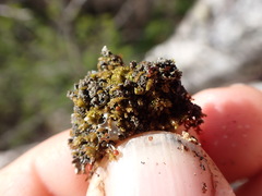 Douinia ovata