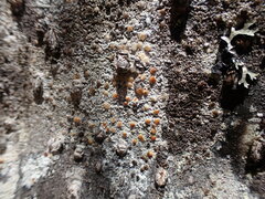 Lecanora cinereofusca