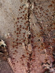 Lecanora cinereofusca