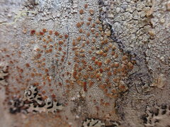 Lecanora cinereofusca
