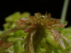 Sphagnum pacificum