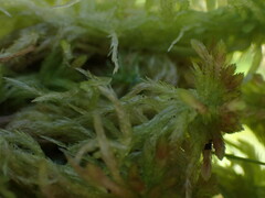 Sphagnum pacificum