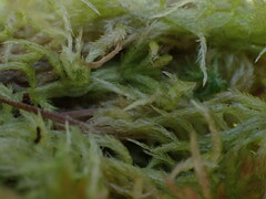 Sphagnum pacificum