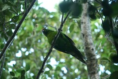 Cyanoramphus cookii