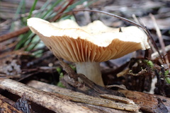 Pholiota communis