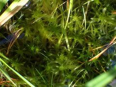 Sphagnum pacificum