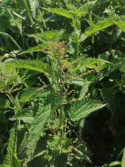Urtica sondenii