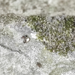 Lasius emarginatus