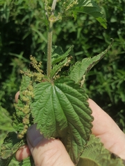 Urtica sondenii