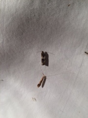 Pseudosciaphila duplex