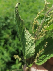Urtica sondenii