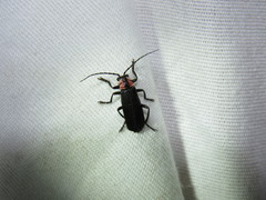 Discodon bipunctatum