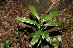 Eupomatia bennettii