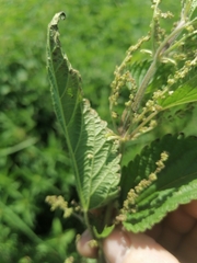 Urtica sondenii