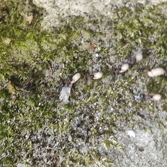 Lasius emarginatus