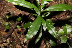 Eupomatia bennettii
